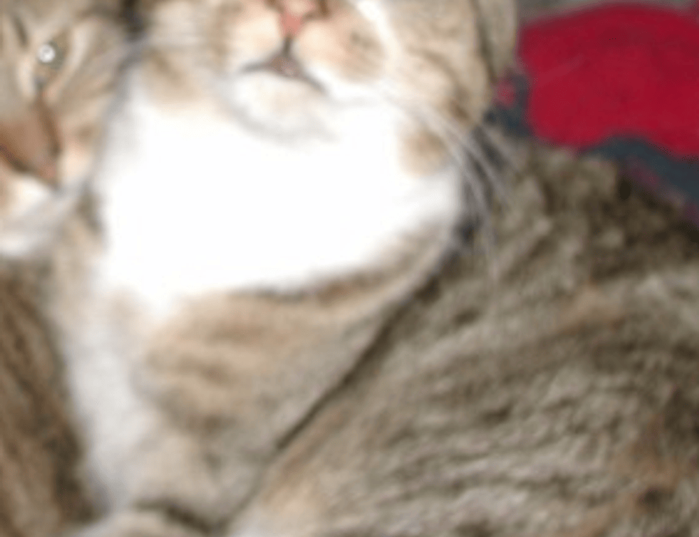 how khema rushisvili train like an olympic weightlifter