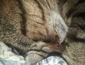 why xuirmejets share price going up